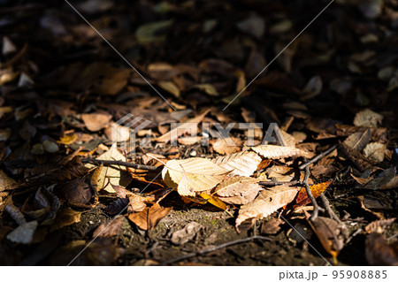 光で照らされる落ち葉 95908885