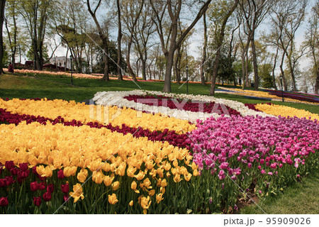 Colorful Tulips At Emirgan Park, Istanbul Colorful Tulips At Emirgan Park, Istanbul 95909026