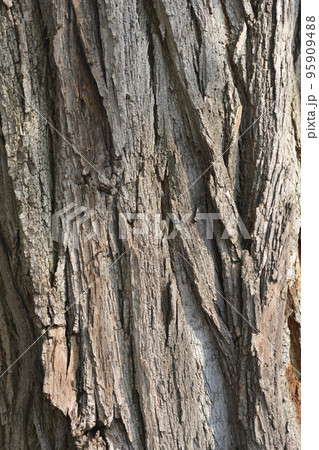 Black locust 95909488