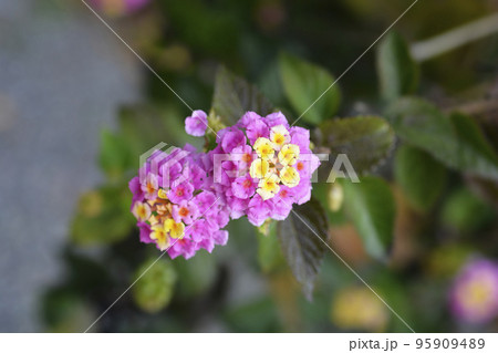 Shrub verbena flower 95909489
