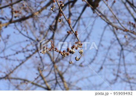 Silver maple Silver maple 95909492