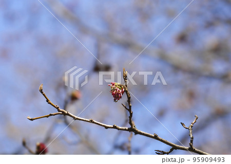 Persian ironwood Persian ironwood 95909493
