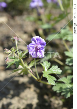 Himalayan Cranesbill Plenum Himalayan Cranesbill Plenum 95909494
