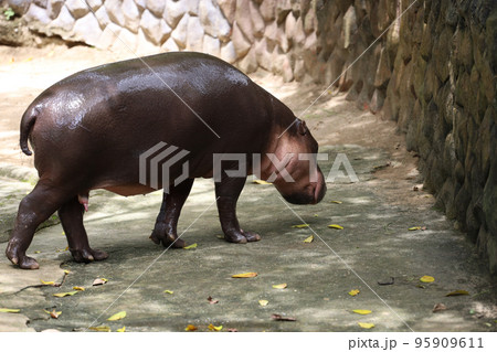 Dwarf hippopotamus in the garden 95909611