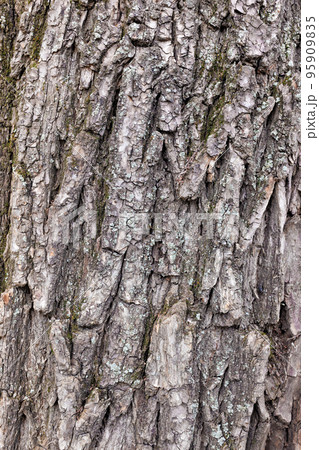 Expressive texture of tree bark with cracks and moss. Expressive texture of tree bark with cracks and moss. 95909835