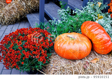 A beautiful bouquet of fiery orange asters and two large pumpkins on straw near the porch of the house on Halloween. 95910151