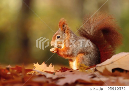 Adorable red squirrel in Sciurus vulgaris autumn park Adorable red squirrel in Sciurus vulgaris autumn park 95910572