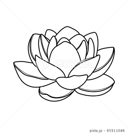 Lotus Beautiful Blooming Flowers And Leaves Set Isolated On White  Background Vector Hand Drawn Sketch Illustration Stock Illustration   Download Image Now  iStock