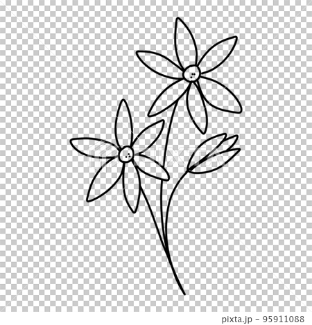 Hand drawn illustration of daisy in bloom. Outline or doodle of botanical plant. Line art for logo, packaging, print. 95911088