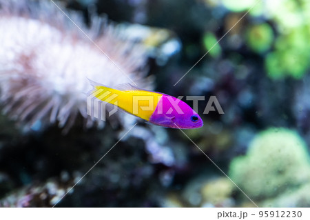 泳ぐバイカラードティーバック 95912230