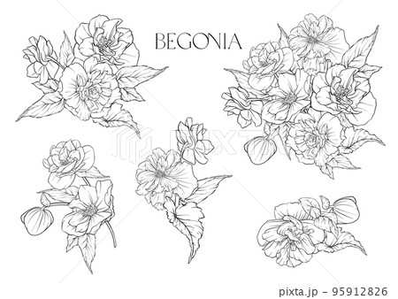 Begonia. Set of flowers and leaves. Begonia. Set of flowers and leaves. 95912826