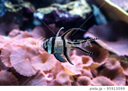 泳ぐハタタテハゼ 95913099