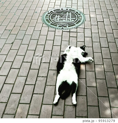 完全無防備ネコ 95913279