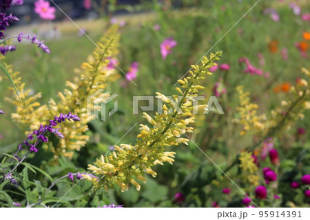 黄色い花びらのクロタラリアの花が咲く花畑の風景 95914391