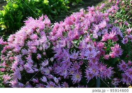 赤紫色の食用菊　カキノモト 95914800