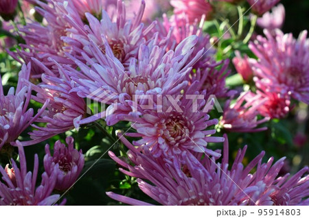 赤紫色の食用菊 カキノモト 赤紫色の食用菊 カキノモト 95914803
