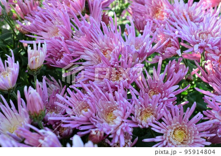 赤紫色の食用菊 カキノモト  赤紫色の食用菊 カキノモト  95914804