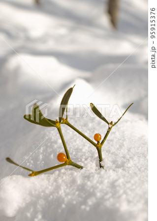 やどりぎ雪面にてらされて 95915376