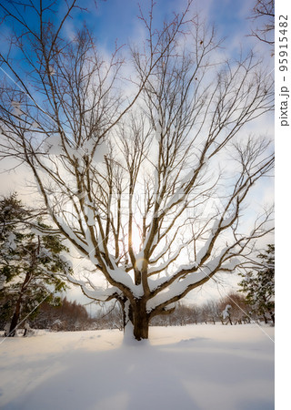 雪原の巨木 95915482