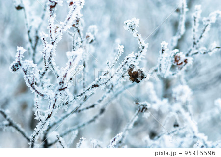 Snowy winter branches closeup, white hoarfrost on trees, nature background 95915596