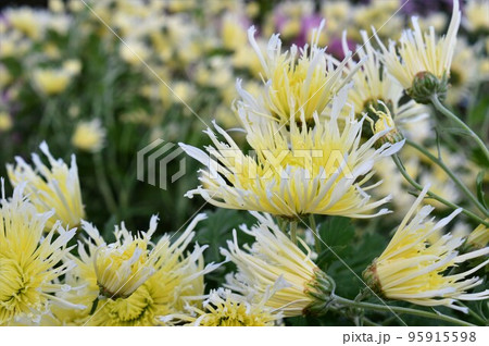 食用菊(ショクヨウギク)白黄色 食用菊(ショクヨウギク)白黄色 95915598