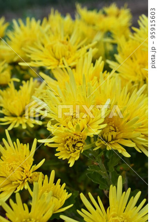 食用菊(ショクヨウギク)黄色 食用菊(ショクヨウギク)黄色 95915603
