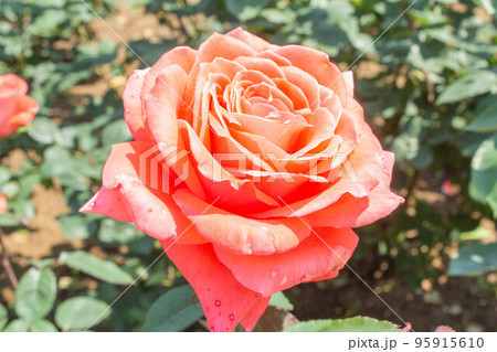 バラ【品種:インターフローラ】 バラ【品種:インターフローラ】 95915610