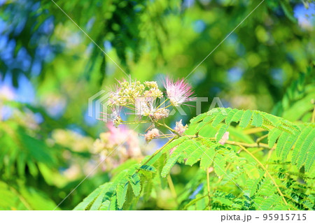 ネムノキの花 ネムノキの花 95915715