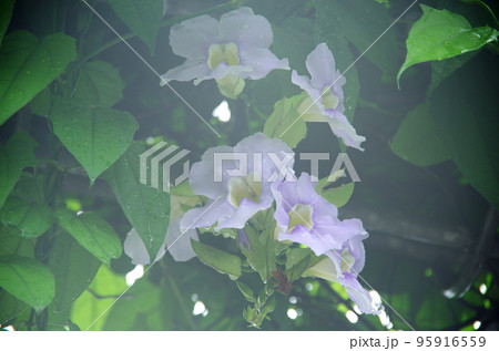 雨に濡れたベンガルヤハズカズラの花 雨に濡れたベンガルヤハズカズラの花 95916559