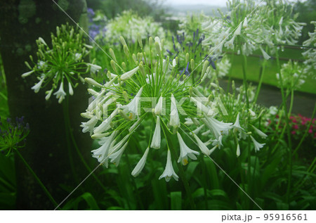 雨に打たれる世界三大花木ジャカランダの花 雨に打たれる世界三大花木ジャカランダの花 95916561