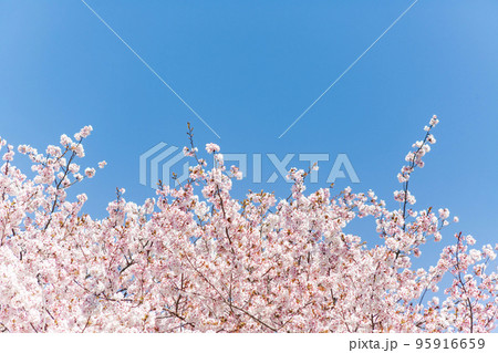 暖流桜 暖流桜 95916659