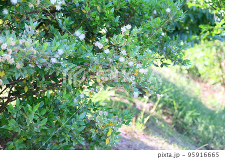 ギンバイカの花 95916665