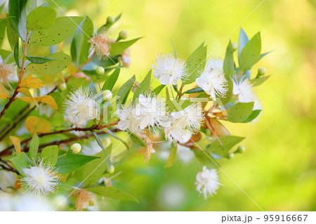 ギンバイカの花 ギンバイカの花 95916667