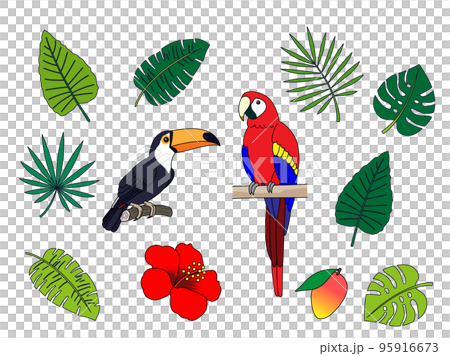 可愛的熱帶野生鳥類插圖集 可愛的熱帶野生鳥類插圖集 95916673