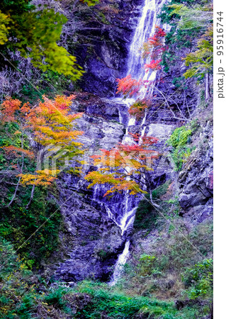 紅葉の唐沢の滝(縦) 紅葉の唐沢の滝(縦) 95916744