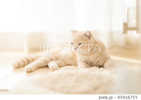 明るい部屋でくつろぐ猫 95916755