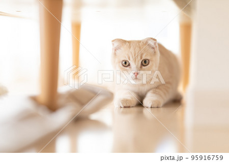 明るい部屋でこちらを見つめる猫 明るい部屋でこちらを見つめる猫 95916759