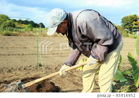 鍬で耕すシニア男性 95916952