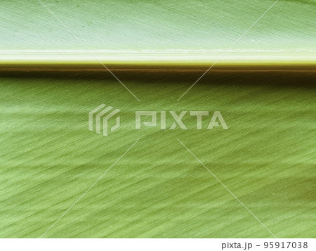 月桃の繊維質な葉の接写 95917038