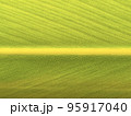月桃の繊維質な葉の接写 95917040