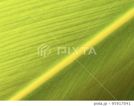 月桃の繊維質な葉の接写 95917041
