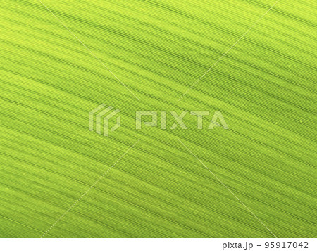 月桃の繊維質な葉の接写 95917042
