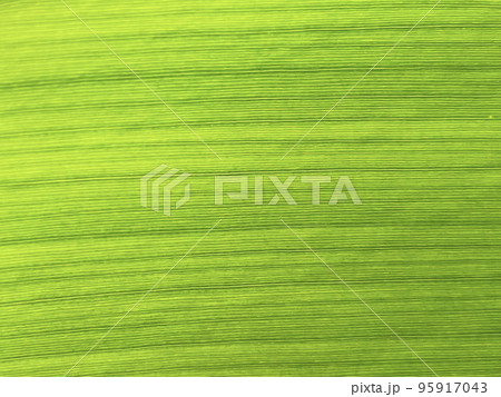 月桃の繊維質な葉の接写 95917043