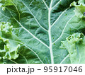 みずみずしいケールの葉　接写 95917046