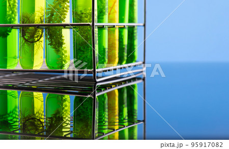 Algae fuel biofuel industry lab researching for alternative to fossil algae fuel or algal biofuel. Algae fuel biofuel industry lab researching for alternative to fossil algae fuel or algal biofuel. 95917082
