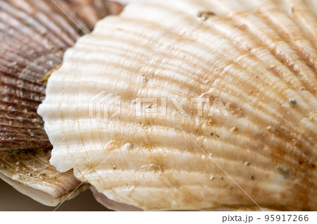 ホタテ(殻付き帆立貝)の貝殻のアップ。 ホタテ(殻付き帆立貝)の貝殻のアップ。 95917266