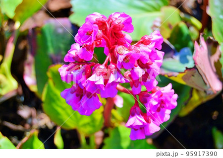Flowers in the garden under summer 95917390