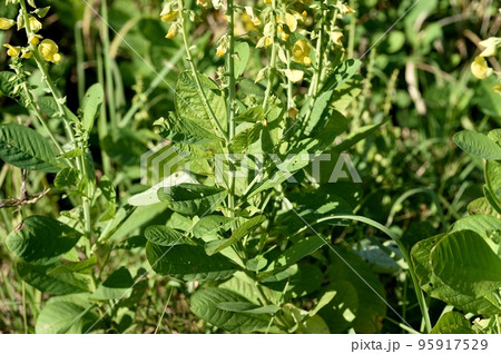 コガネタヌキマメの花 クロタラリア 95917529