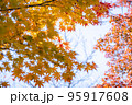 紅葉のグラデーション 95917608