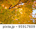 黄色に染まる紅葉のもみじ 95917609